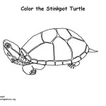 Turtle (Stinkpot)