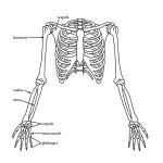 Upper Limb (of the Skeleton)