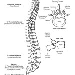 Vertebral Column