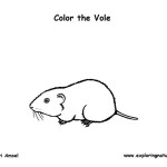 Vole (Meadow)