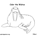 Walrus