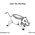 Warthog