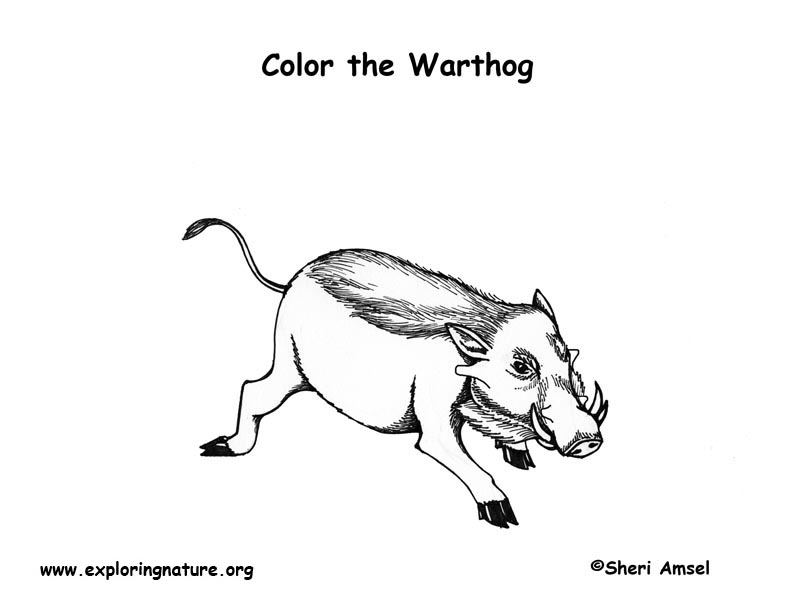 warthog coloring pages - photo #26