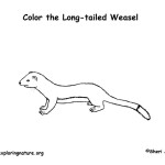 Weasel (Long-tailed)