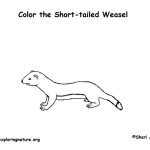 Weasel (Short-tailed) or Ermine