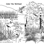 Wetland with Wildlife (Labeled)