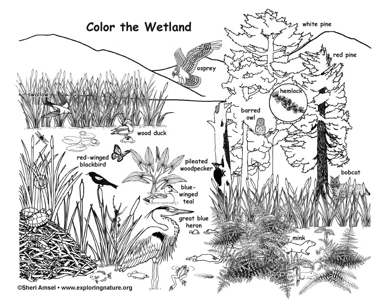 Wetland With Wildlife Labeled Coloring Nature