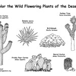 Desert Flowering Plants (Labeled)