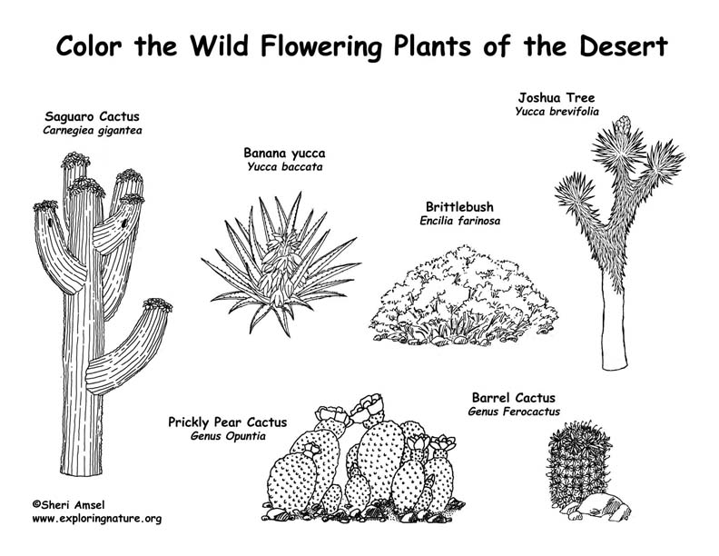Desert Flowering Plants (Labeled) .