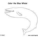 Whale (Blue)