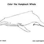 Whale (Humpback)