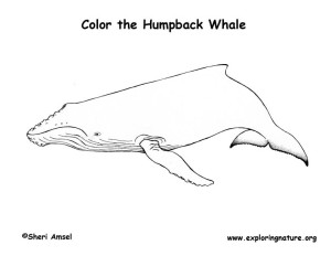whale humpback  coloring nature