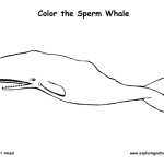 Whale (Sperm)