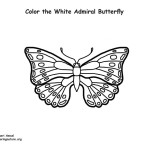 Butterfly (White Admiral)