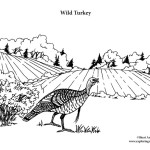 Wild Turkey