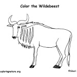 Wildebeest