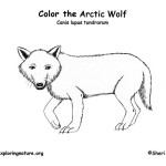 Wolf (Arctic)