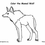 Wolf (Maned)