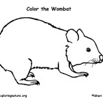 Wombat (Common)