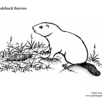 Woodchuck Burrow