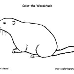 Woodchuck