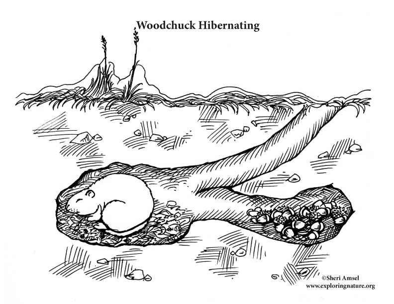 108 Coloring Pages Of Animals That Hibernate  HD