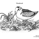 Woodcock