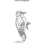 Woodpecker (Downy)