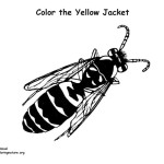 Yellow Jacket