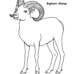 Bighorn Sheep