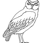 Burrowing Owl