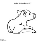 Caribou Calf