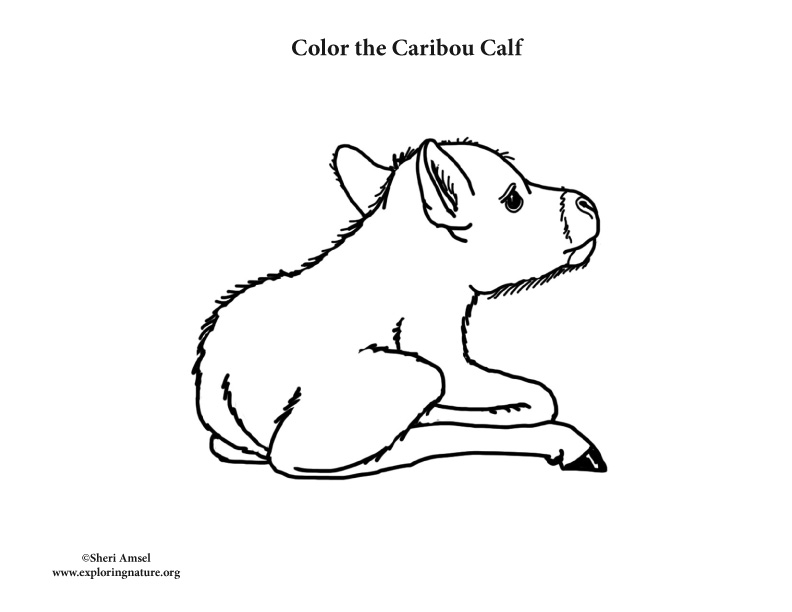 calves coloring pages - photo #30