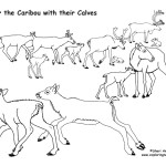 Caribou with their Calves