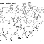 Caribou Herd