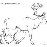 Caribou with Calf