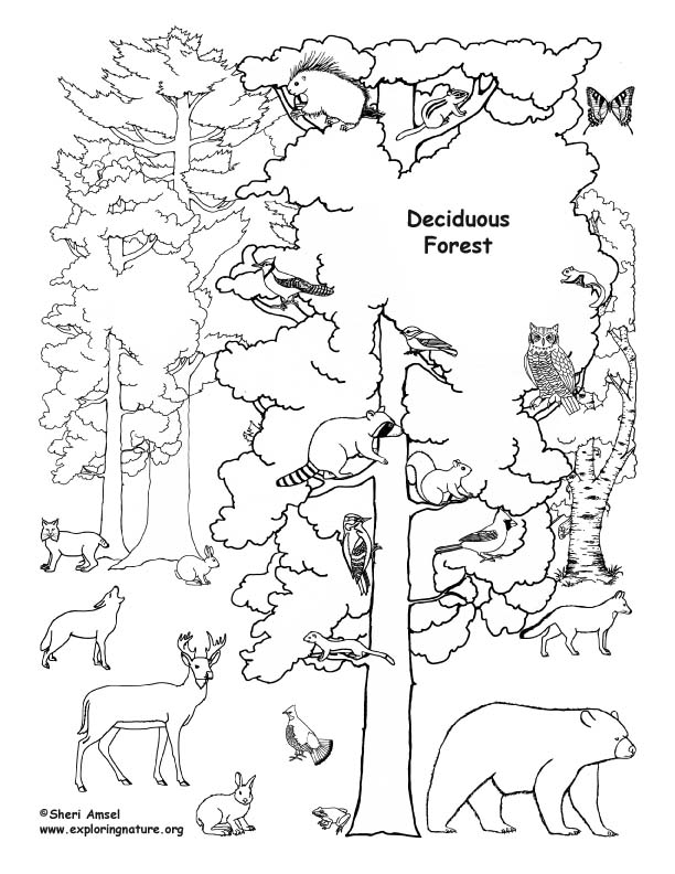 Download Deciduous Forest with Animals - Coloring Nature