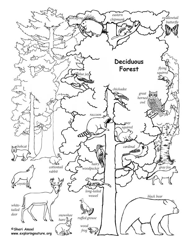 Printable Deciduous Pictures 30