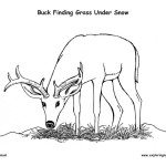 Buck Eating Grass Under Snow