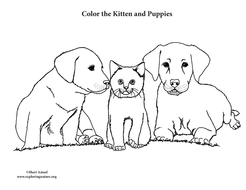 Kitten and Puppies – Coloring Nature