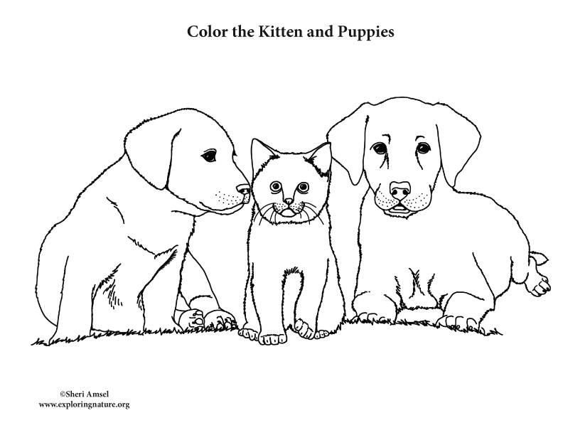 kitten puppy coloring pages