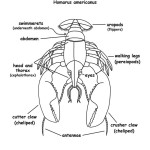 Lobster (Labeled)