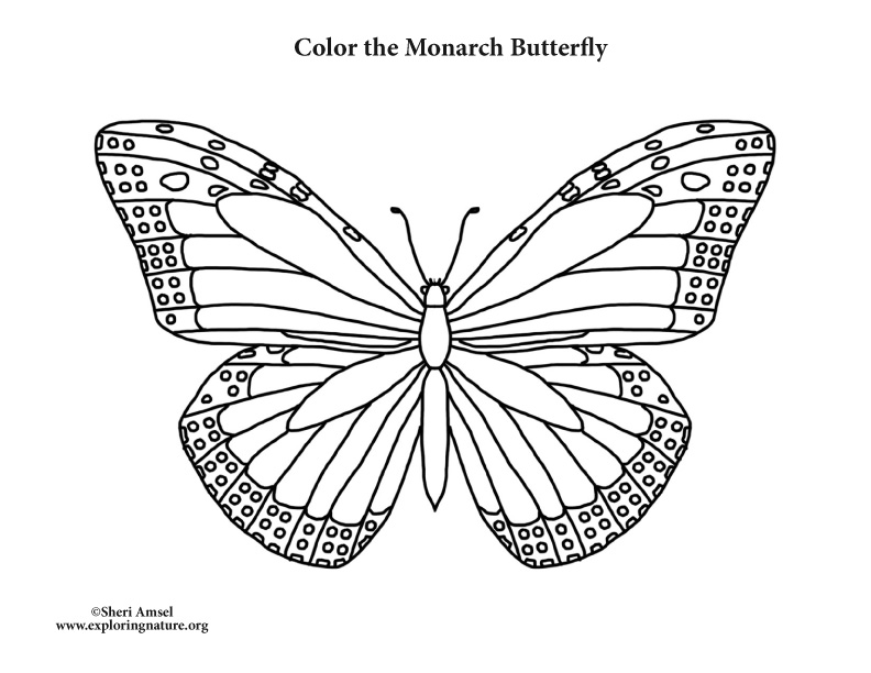 monarch-butterfly-coloring-nature