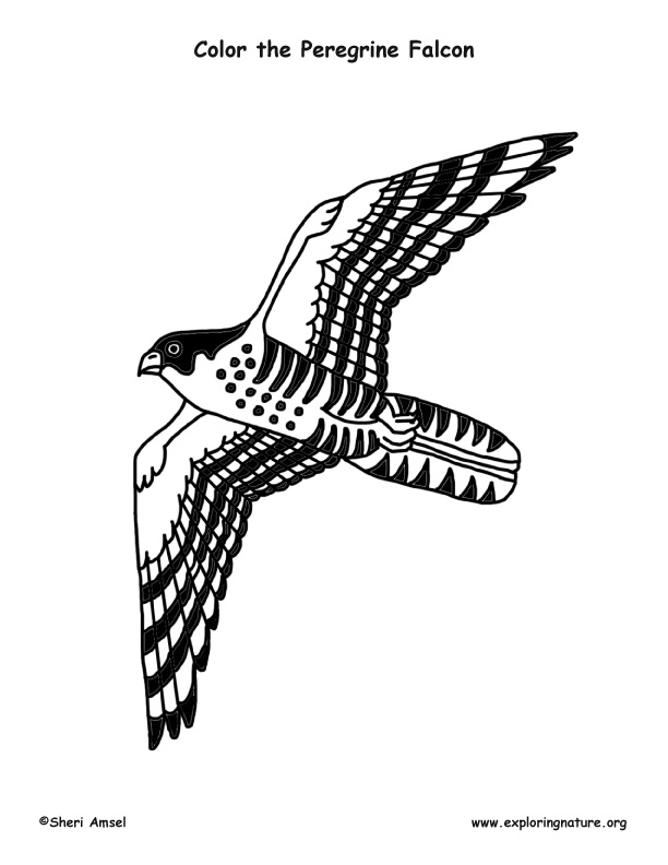 falcon printable coloring pages