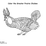 Greater Prairie Chicken