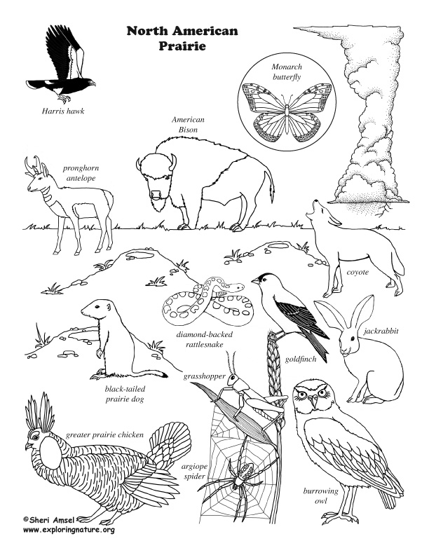 North American Prairie Wildlife – Coloring Nature