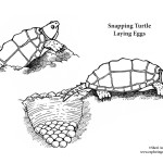 Snapping Turtle Laying Eggs