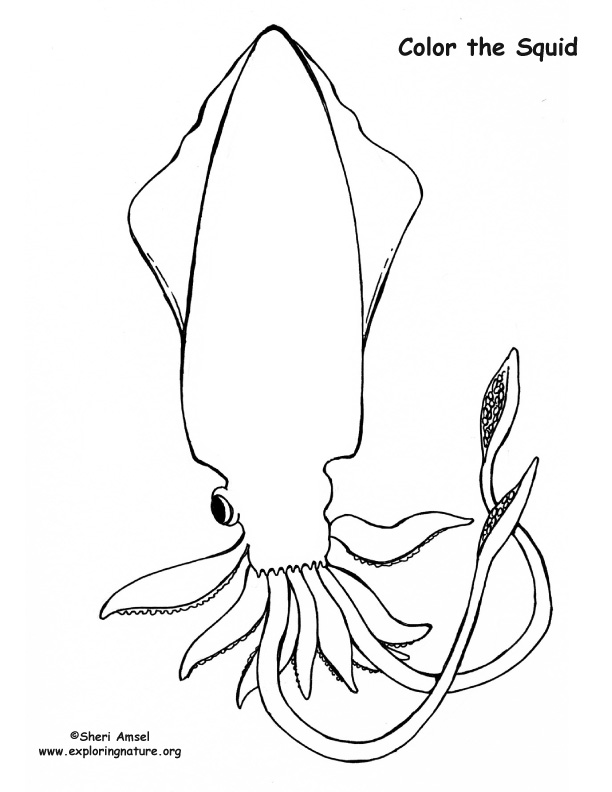 Squid – Coloring Nature