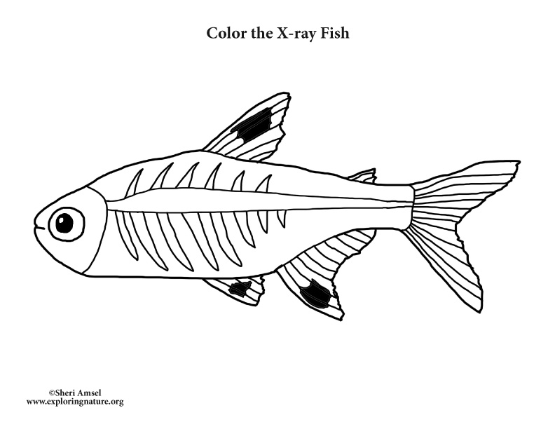 X-ray Fish – Coloring Nature