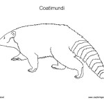 Coatimundi Coloring Page